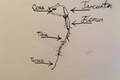 cockroach_leg_anatomy