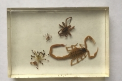 Assorted arachnids - dorsal view (2018)