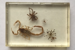 Assorted arachnids - ventral view (2018)