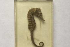 Likely aquacultured Hippocampus erectus (2017)