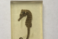 Likely aquacultured Hippocampus erectus (2017)