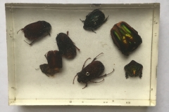 Assorted Coleoptera - dorsal view (2018)
