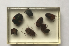 Assorted Coleoptera - ventral view (2018)
