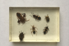 Assorted Hemiptera - dorsal view (2018)