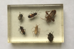 Assorted Hemiptera - ventral view (2018)