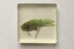 Orthoptera (2018)