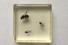 Assorted Hymenptera and Diptera (2018)