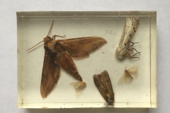 Assorted Lepidoptera (2018)