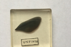Feather preservation method - unfinished feather (2018)