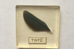 Feather preservation method - covering with tape (2018)