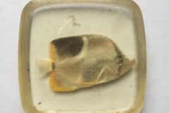 Butterflyfish, genus Chaetodon (2012?)