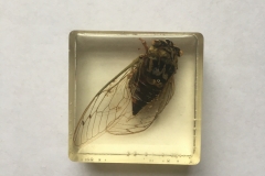 Cicada (2018)