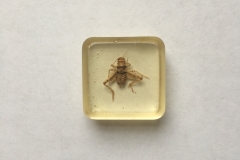 Banded cricket - Gryllodes sigillatus (2015)