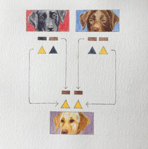 Watercolor image of yellow labrador with brown and black labrador parents